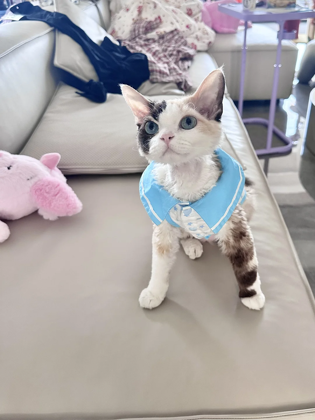 外八花臂小猫！😾