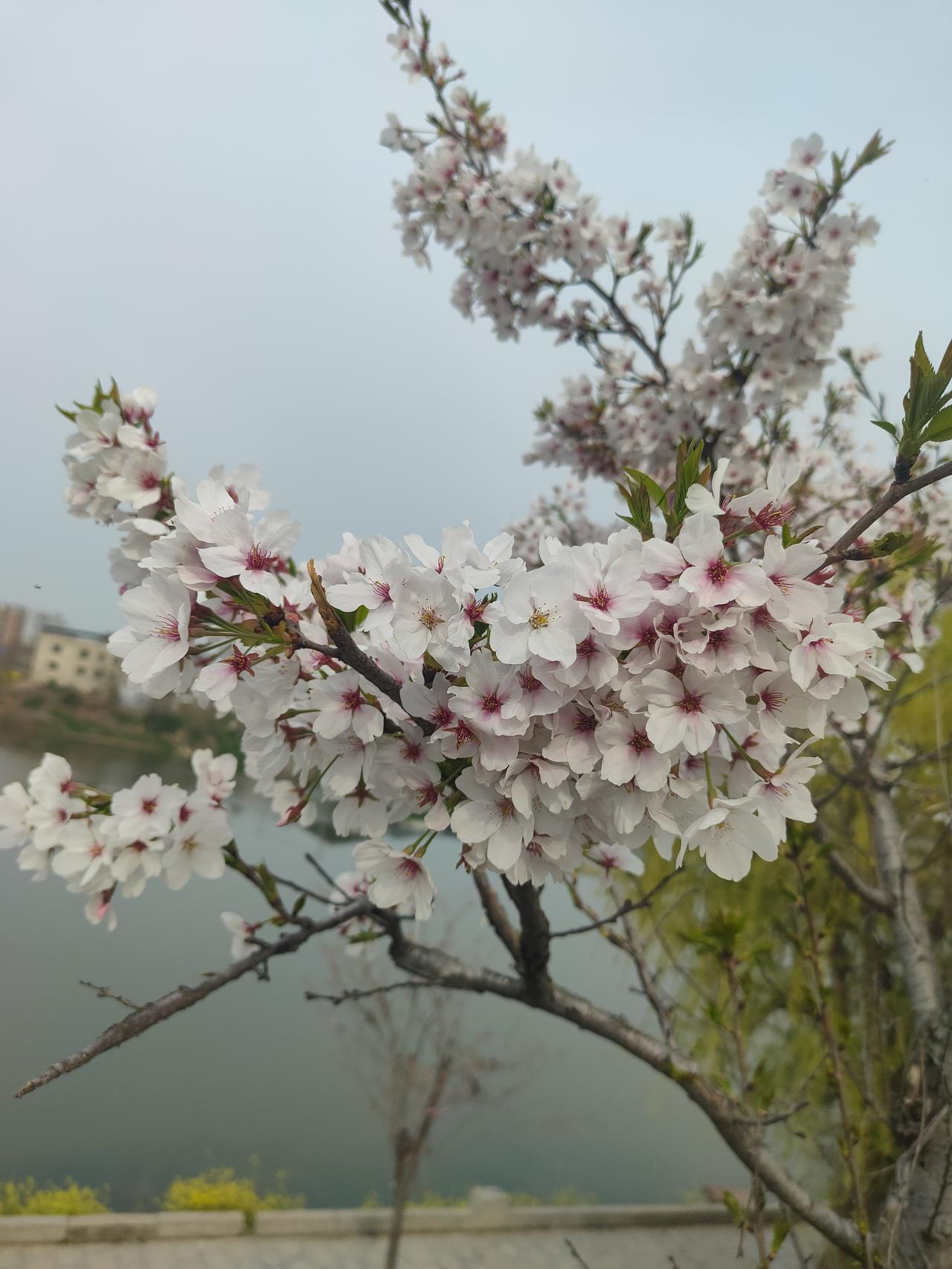 分享一张花开的照片樱花🌸