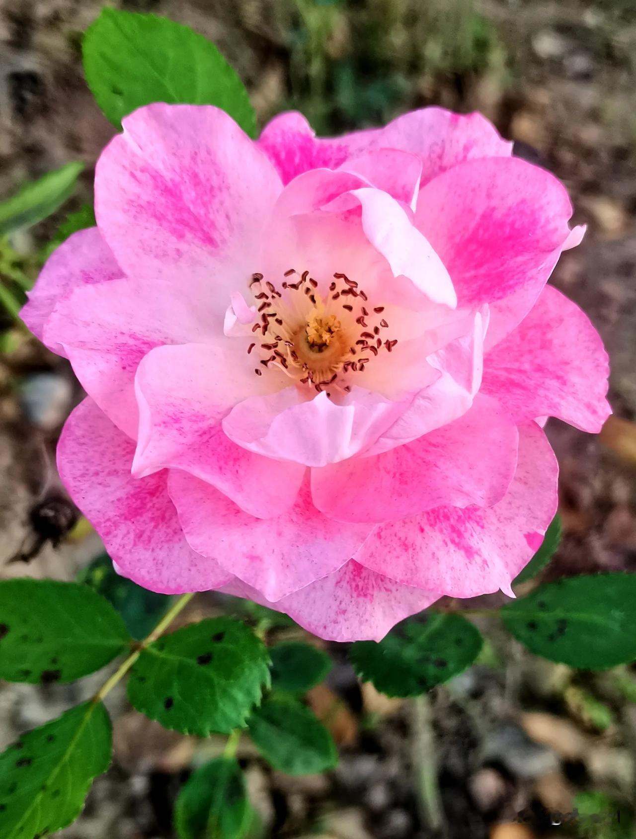 （首发原创）
镜头记录生活  醉美月季花