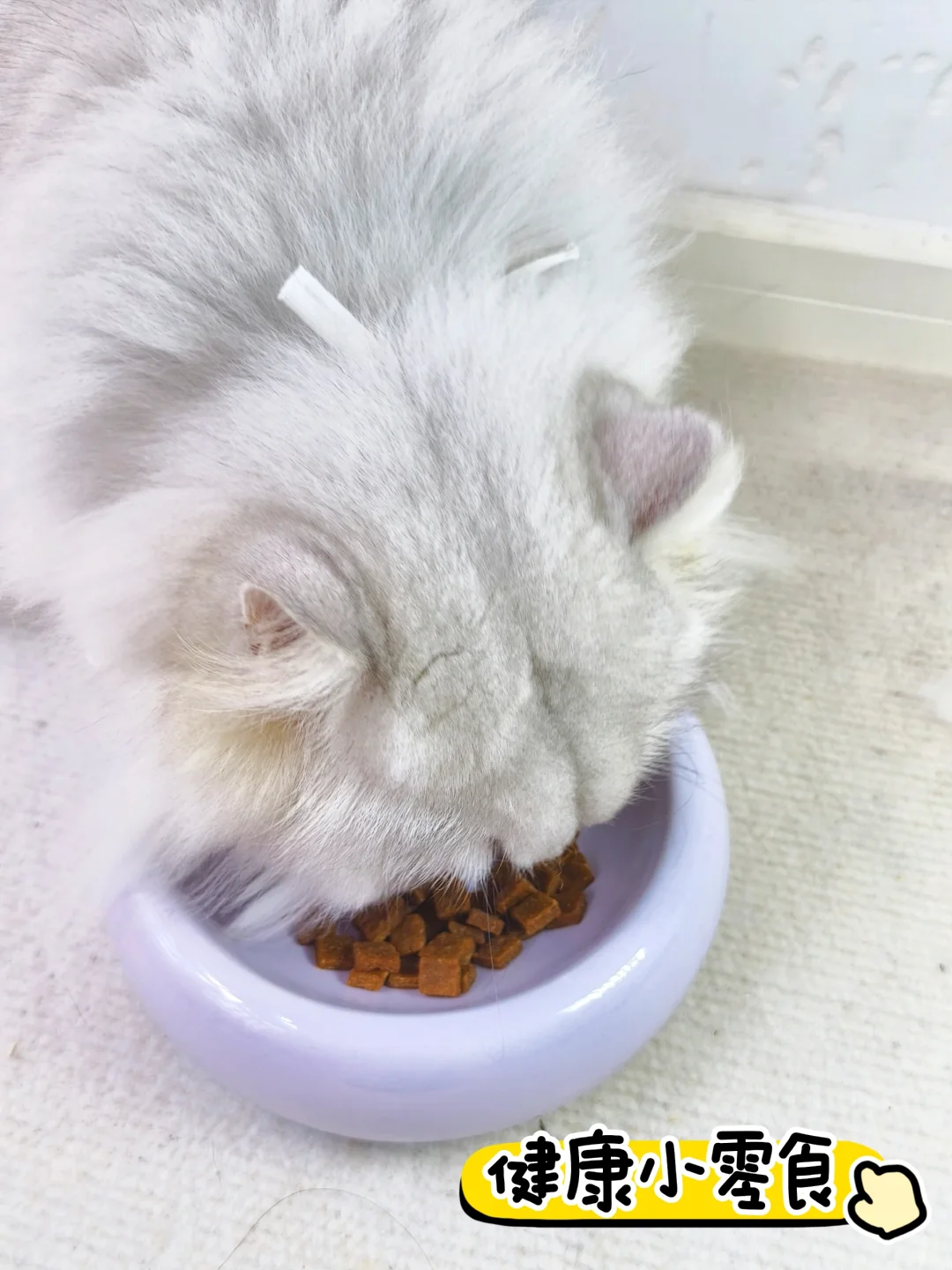猫咪零食推荐丨肉干的极致诱惑