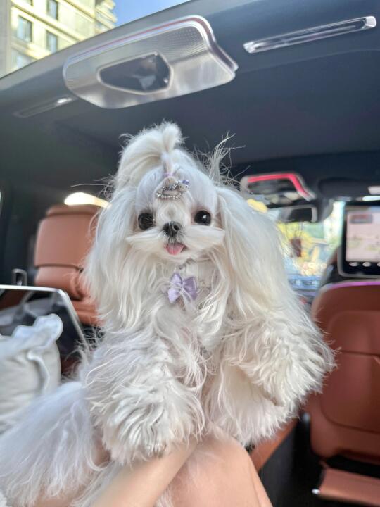 马尔济斯｜这是仙女小狗吧！！
