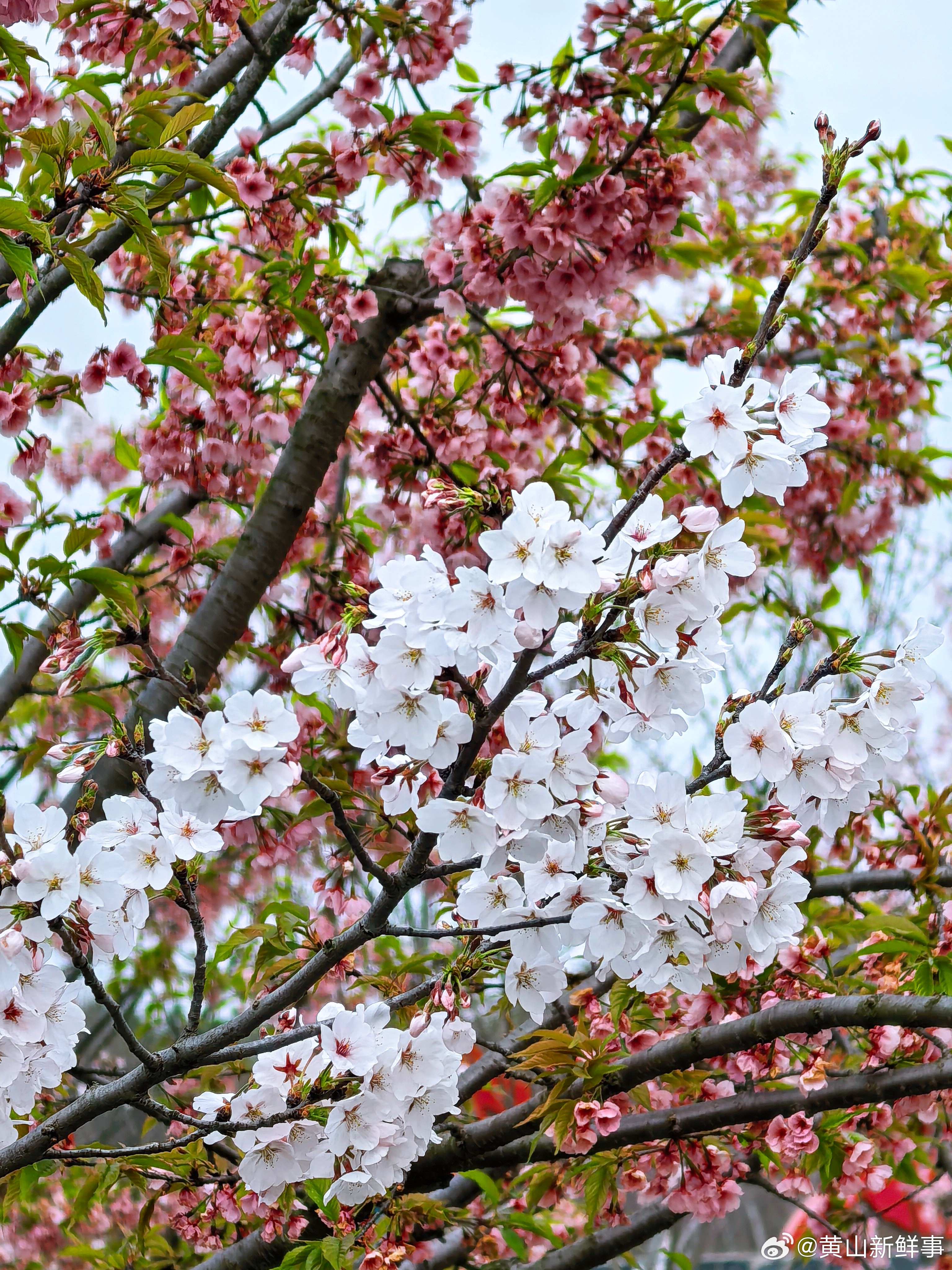 安徽樱花谷里的春天春风赴约来安，樱花漫染山野来安县杨郢乡方家港樱花谷繁花盛放远山