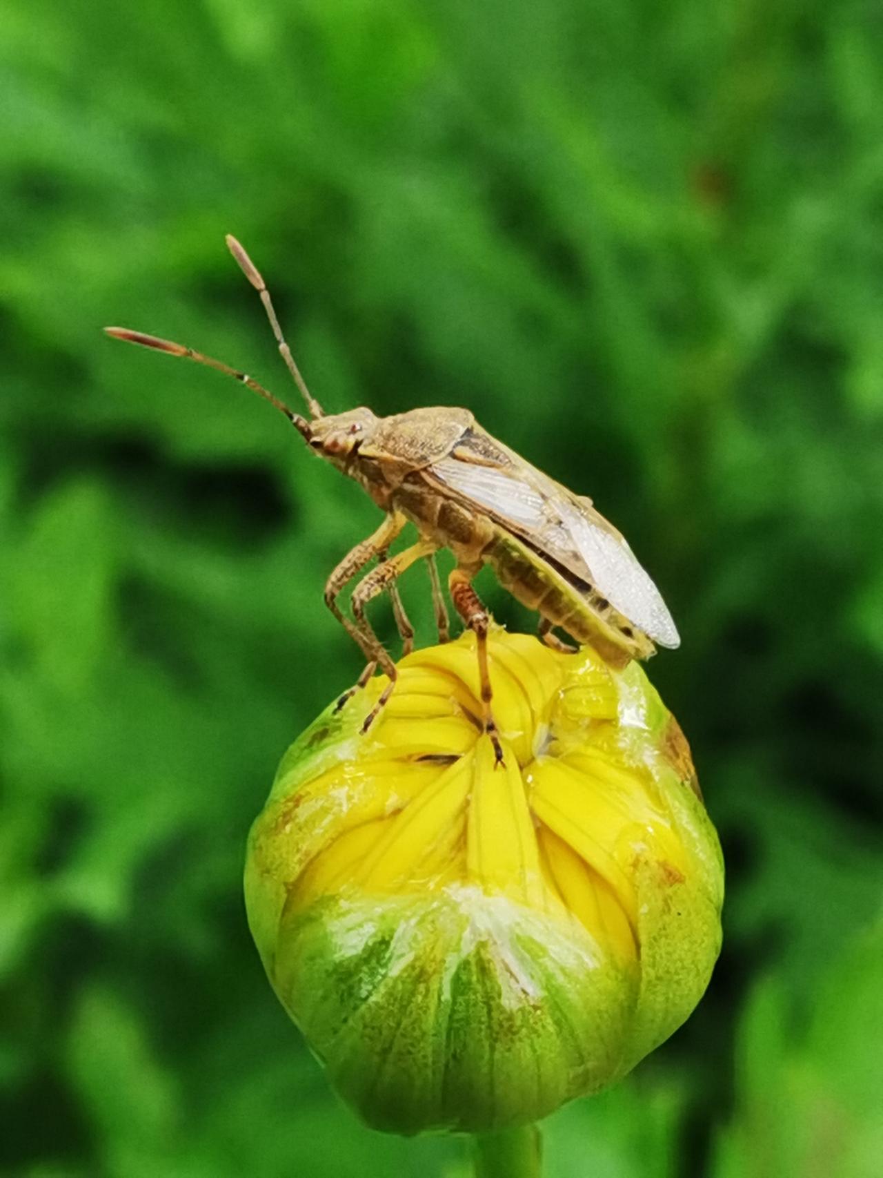 花蕊小息