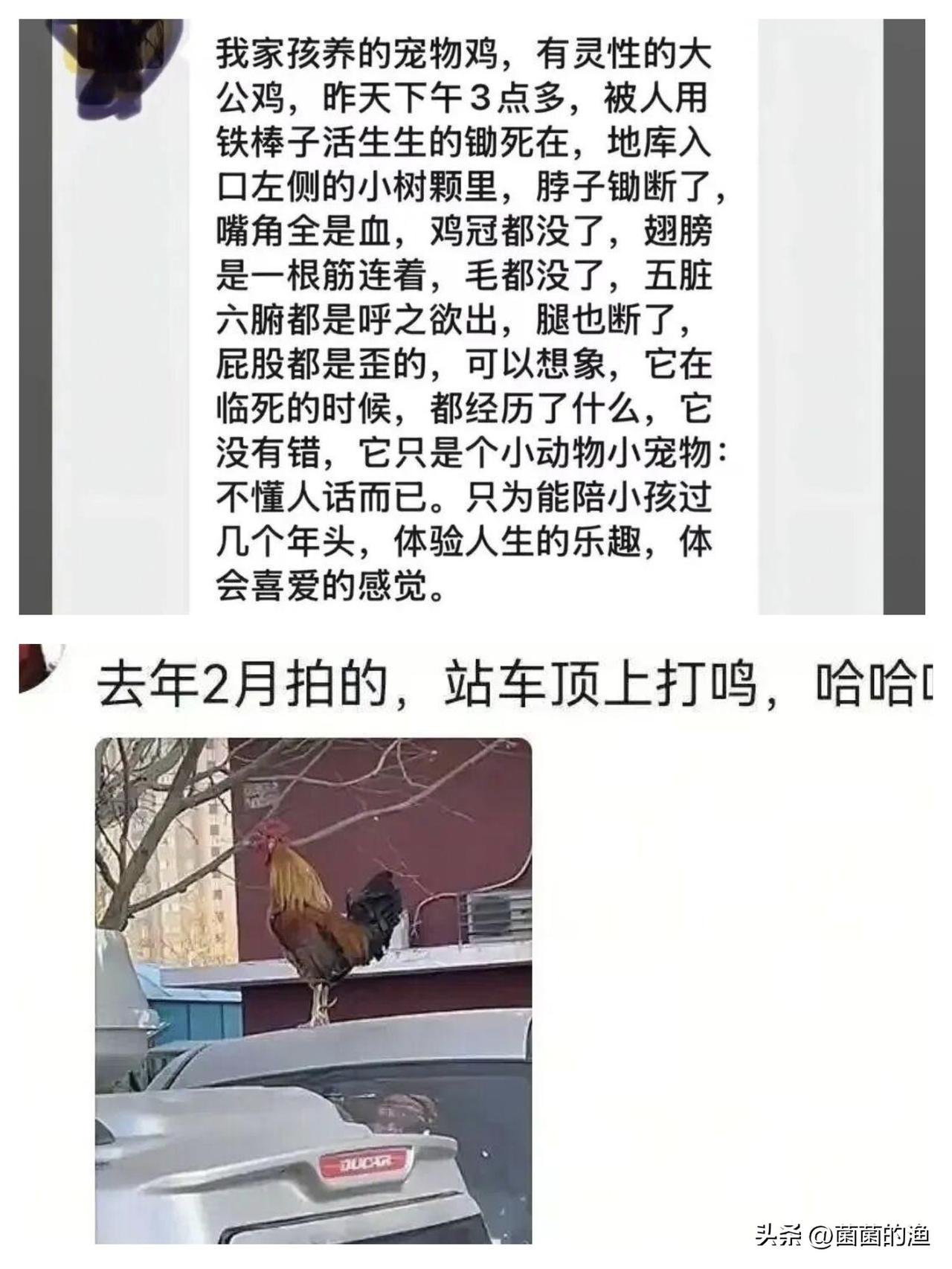 听说过为孩子讨公道的，为宠物狗维权的，但您听说过为了一只大公鸡，搞出一场堪比悬疑