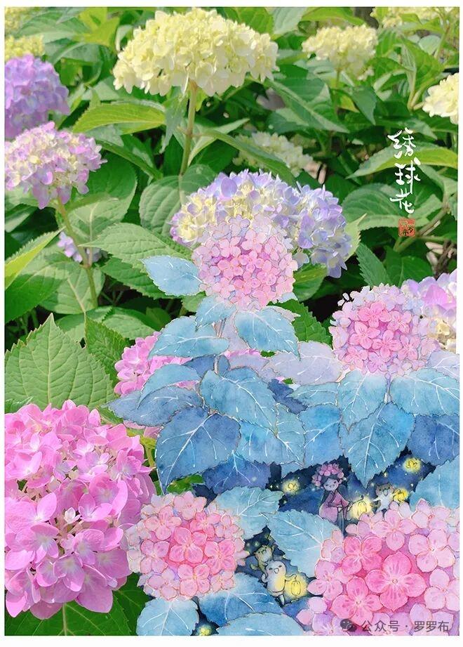晒晒随手拍的花