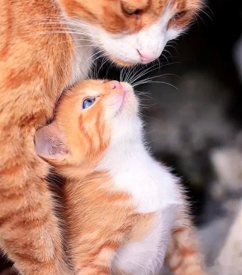 母女的凝视！不同物种同样的爱！