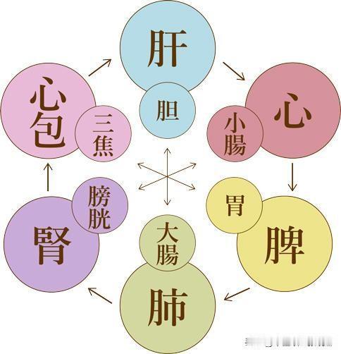 揭秘脏腑关系——肝不好治胆、肺不好治大肠、心不好治小肠！

五脏和六腑之间，是按