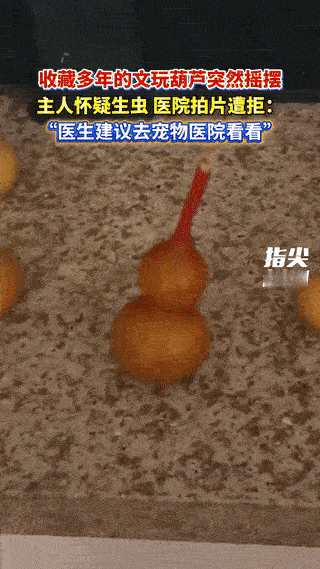 笑不活了！辽宁沈阳，一男子发现自己珍藏多年的文玩葫芦突然左右摇摆动了起来，一番找