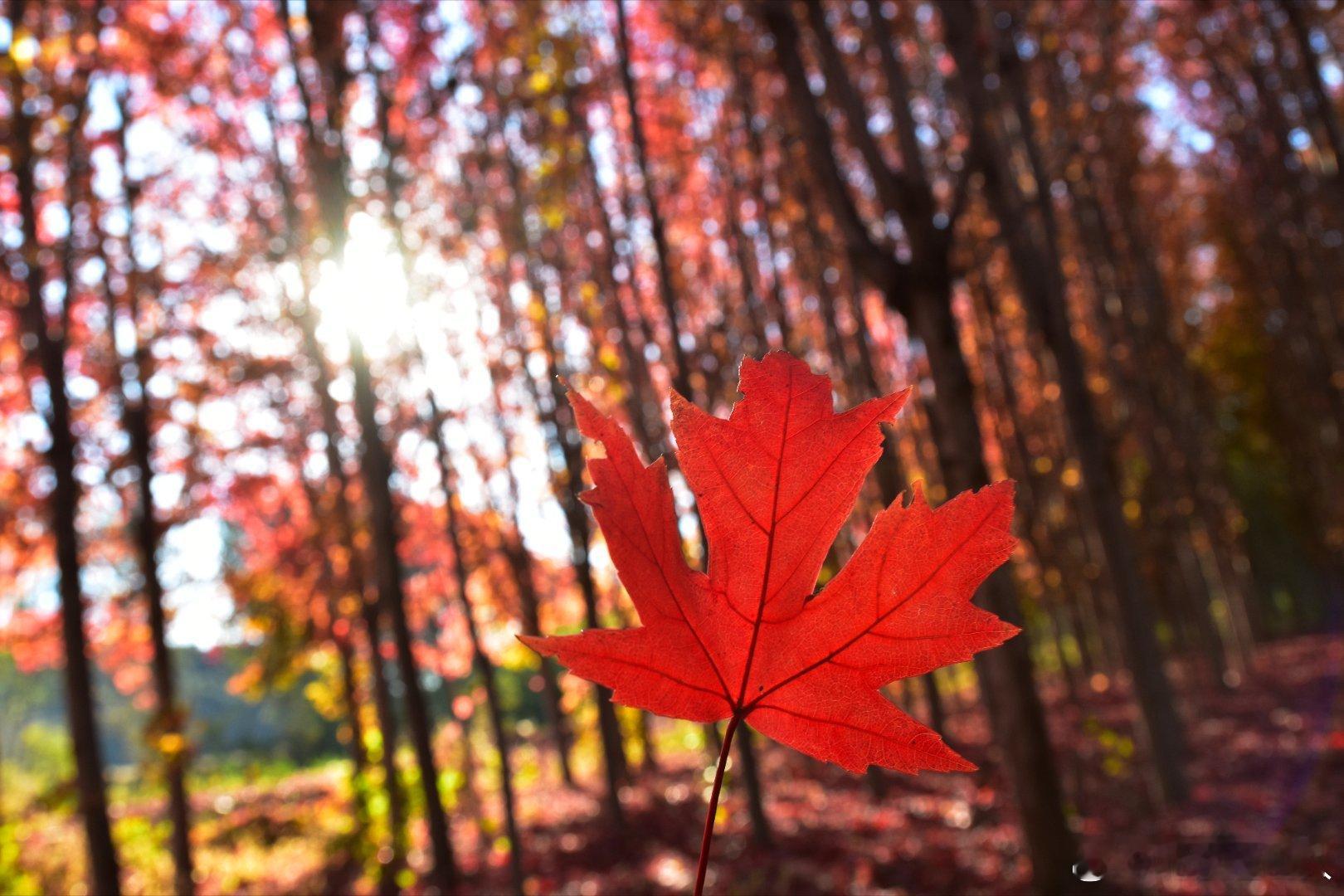 古北口河西村的枫林有多美，相机版图片来了，这色彩，这光线全都无敌。 用镜头定格北