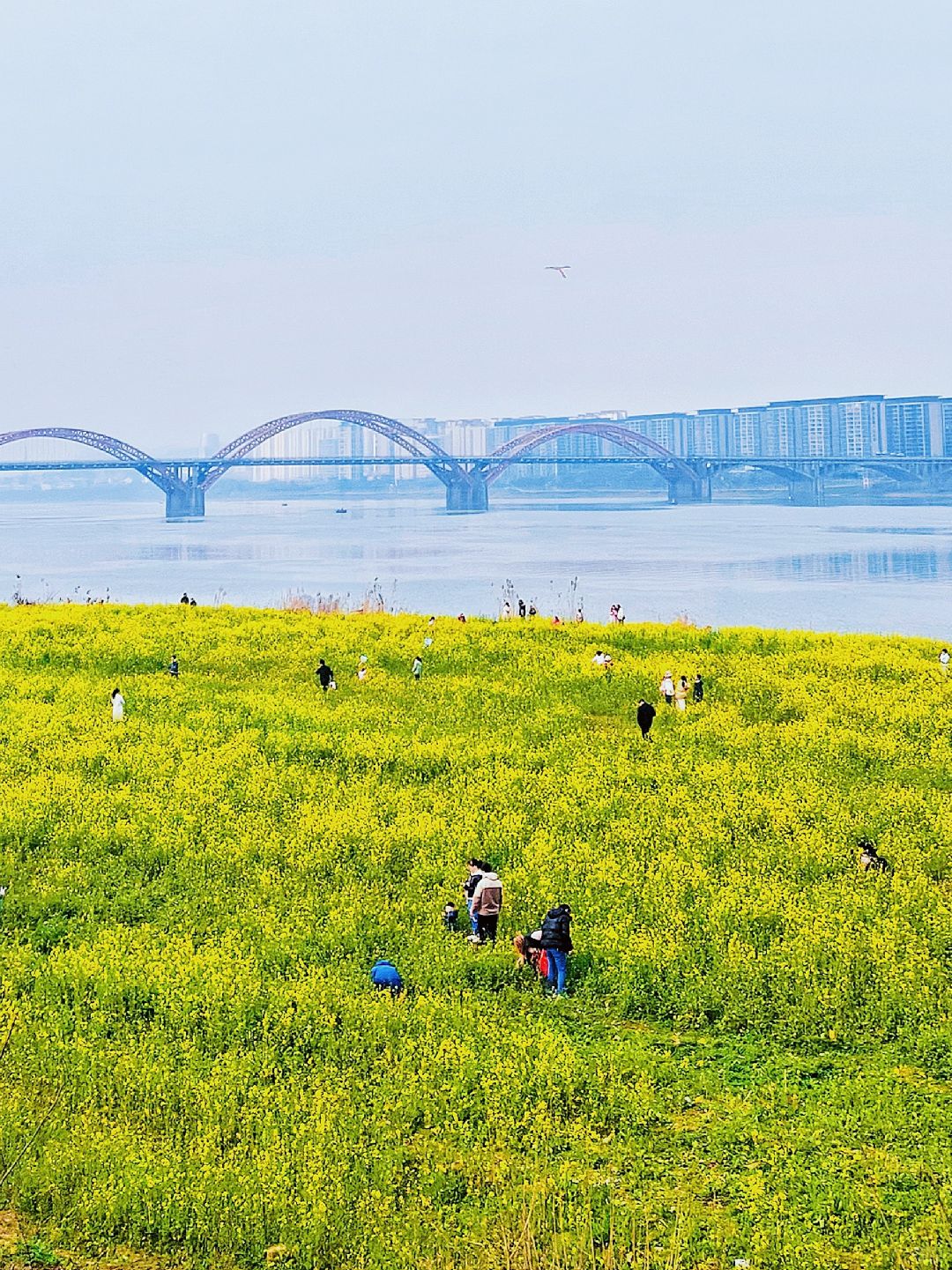 不需跑远！长沙最美油菜花海在这！
