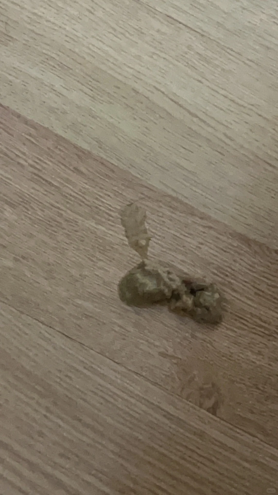 养猫人进来壁垒：滋奇冻干猫吃了连续呕吐