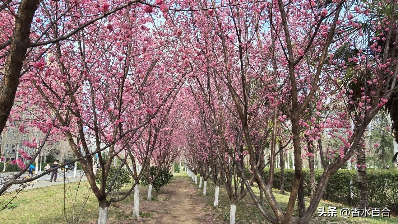 3月6日，昨天下午办事路过城南的一个开放式公园，真的是感触多多。

明媚的阳光照