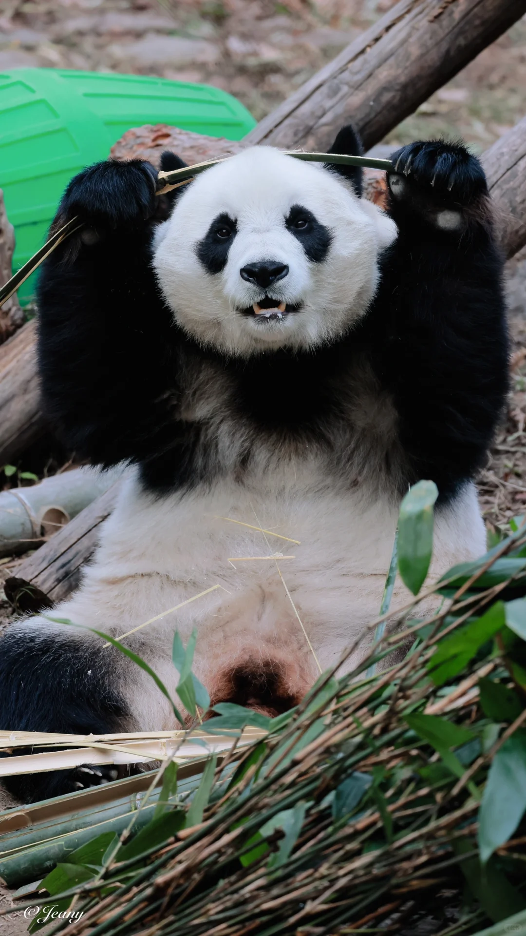 又见仙气飘飘脾气超大的白天😍展示铁头功🐼