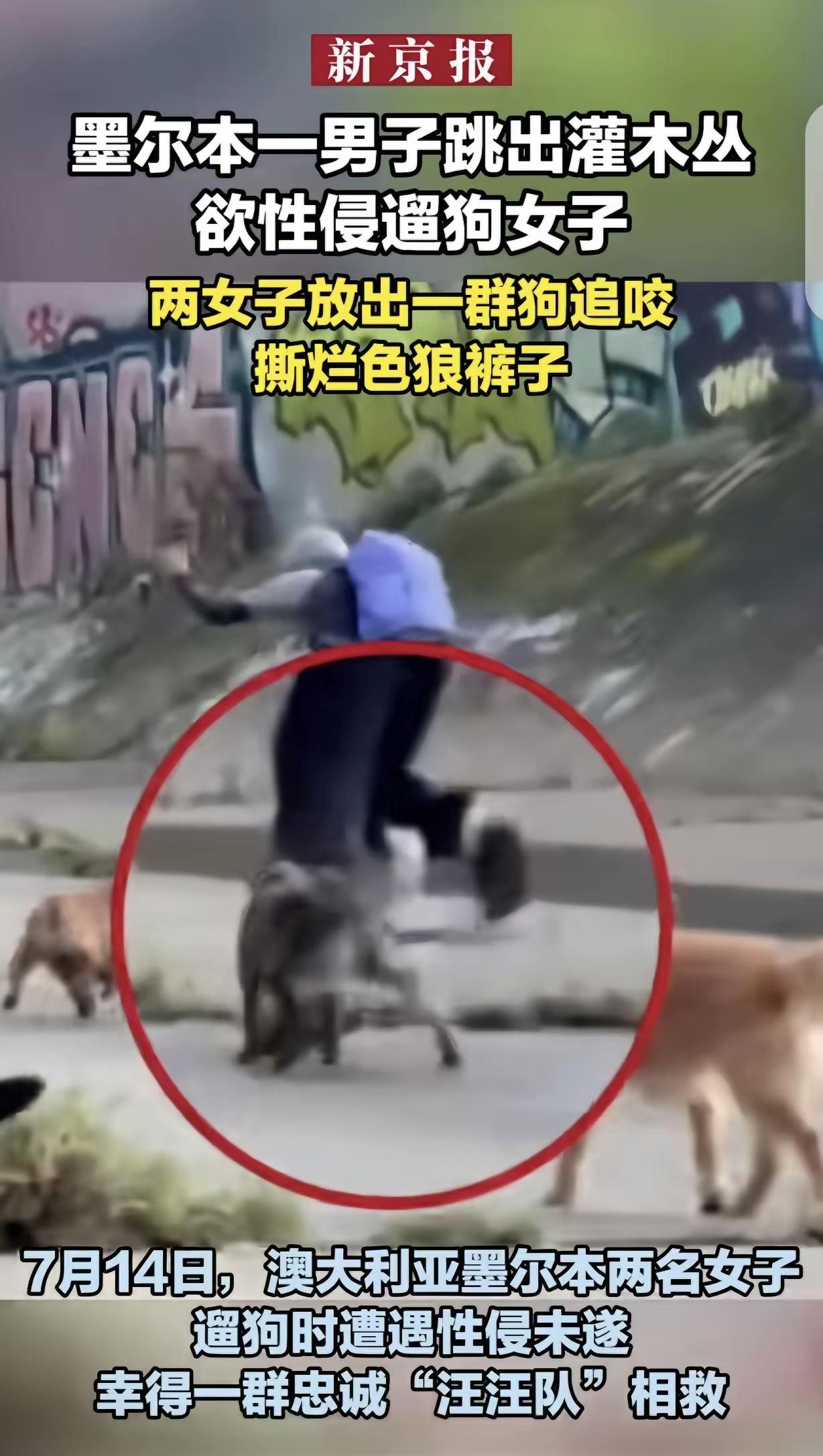 男子藏灌木丛突袭遛狗女性，6只大狗一拥而上撕碎裤子！全网直呼解气，法律边界一定要