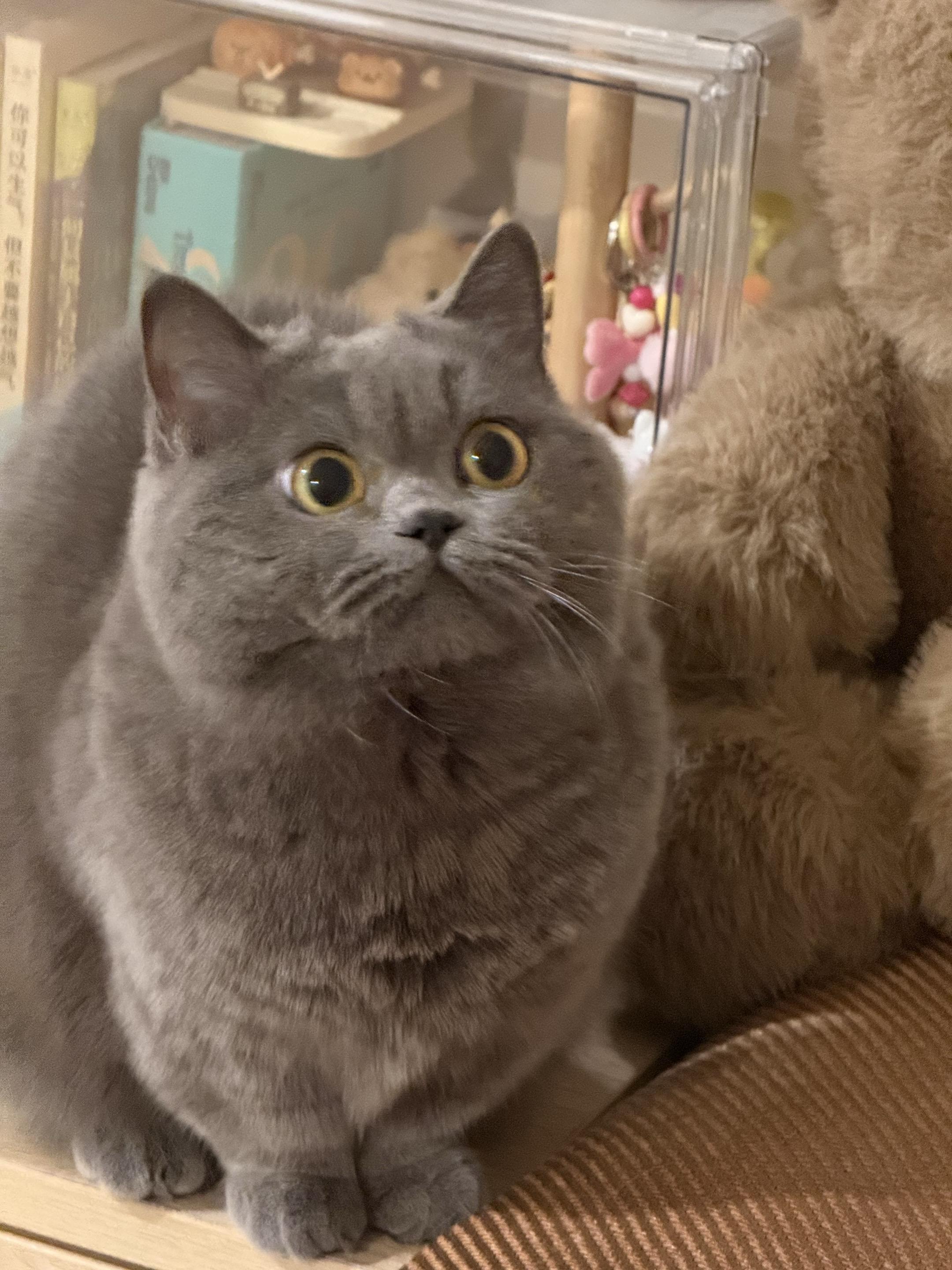 鸡公煲bgm终于用上！！