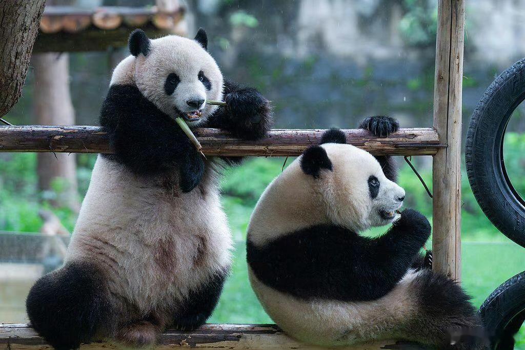 日本进入无大熊猫时代欢迎来中国看大熊猫🐼 