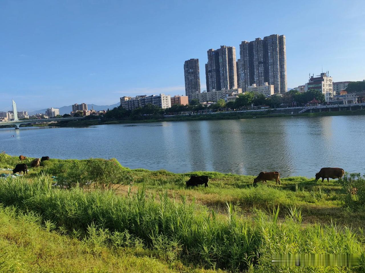 #夏季日常随手拍#《双溪，我的母亲河》

双溪，宛如一条碧绿的绸带，静静地流淌在