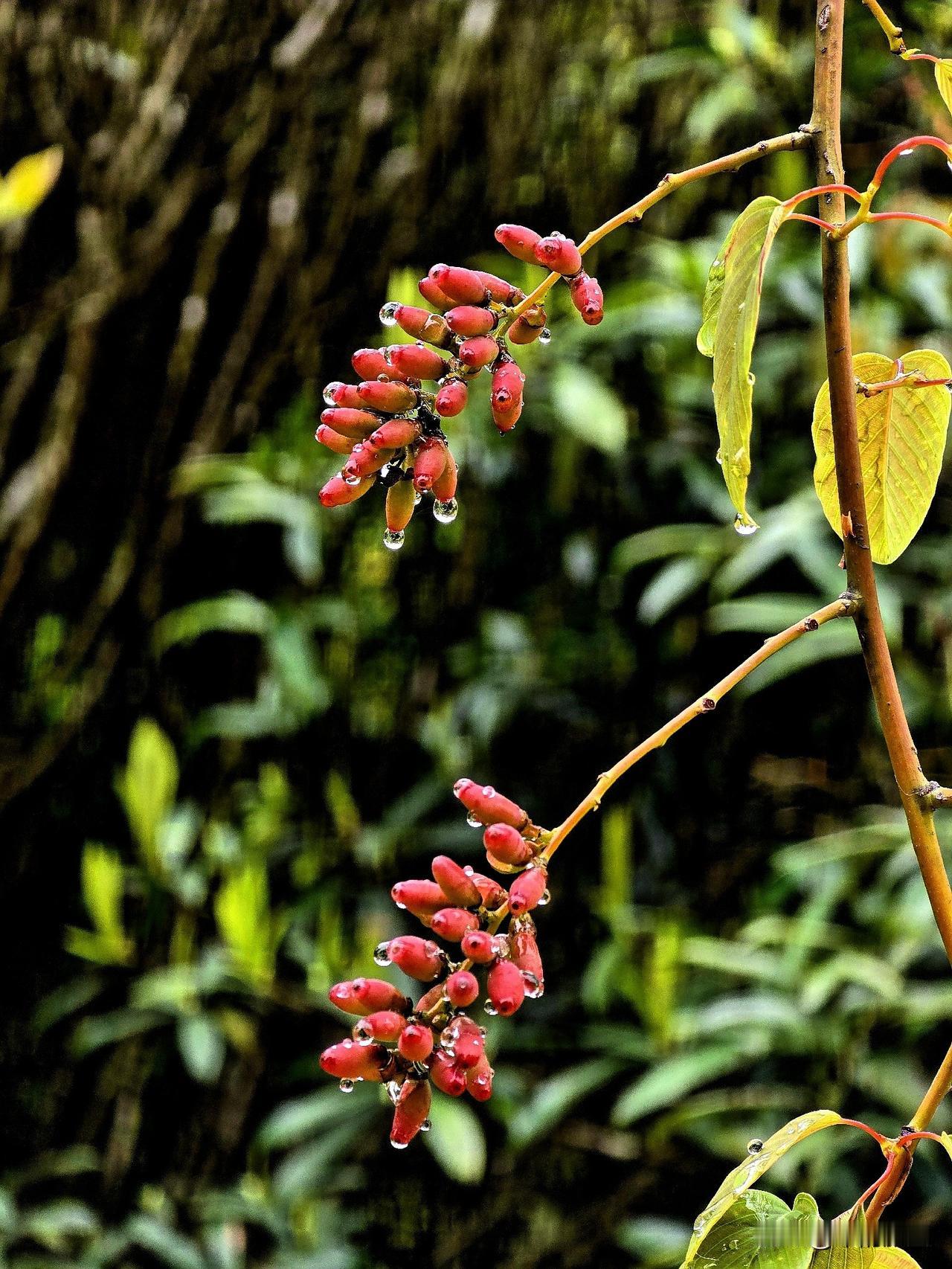 南国的春雨，细细落下来
落在一颗颗红豆上
不是滚落，是轻轻抱着
 
它把红裹得更