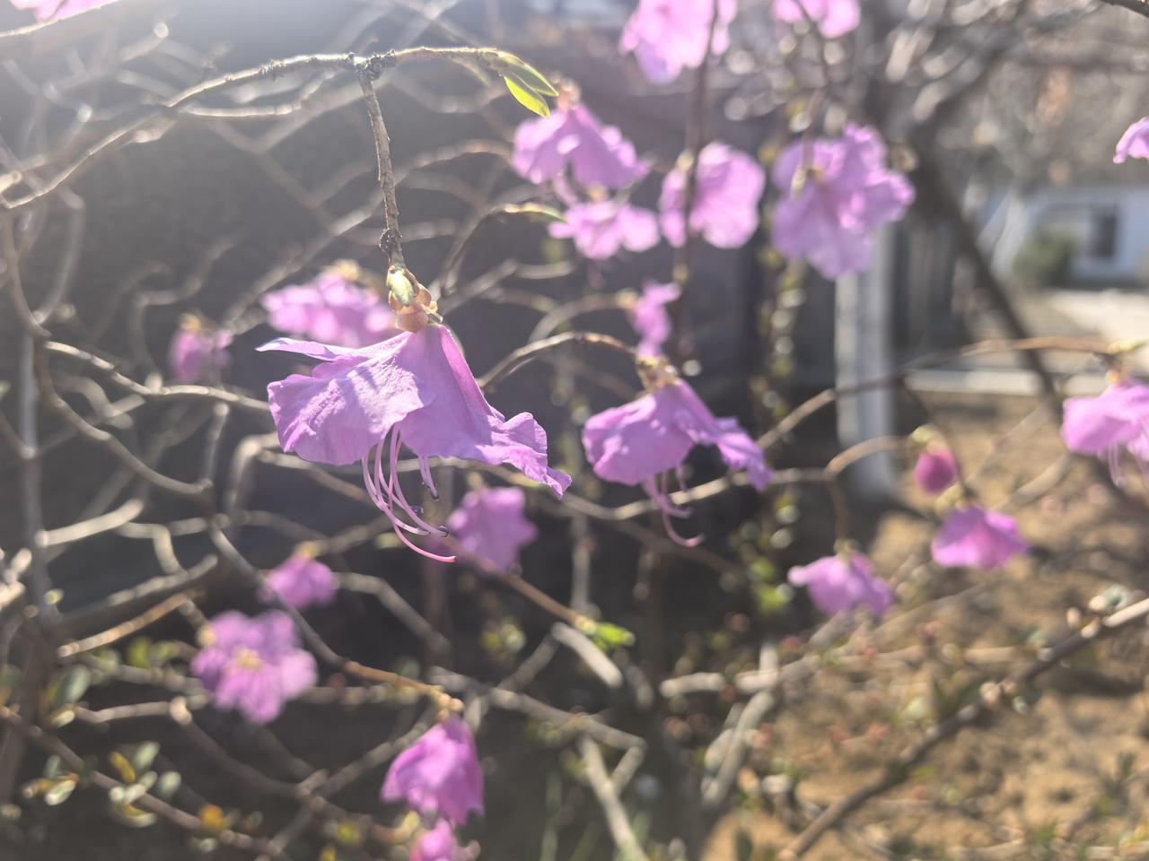 近拍杜鹃花，单片，水粉，纯清，艳丽。