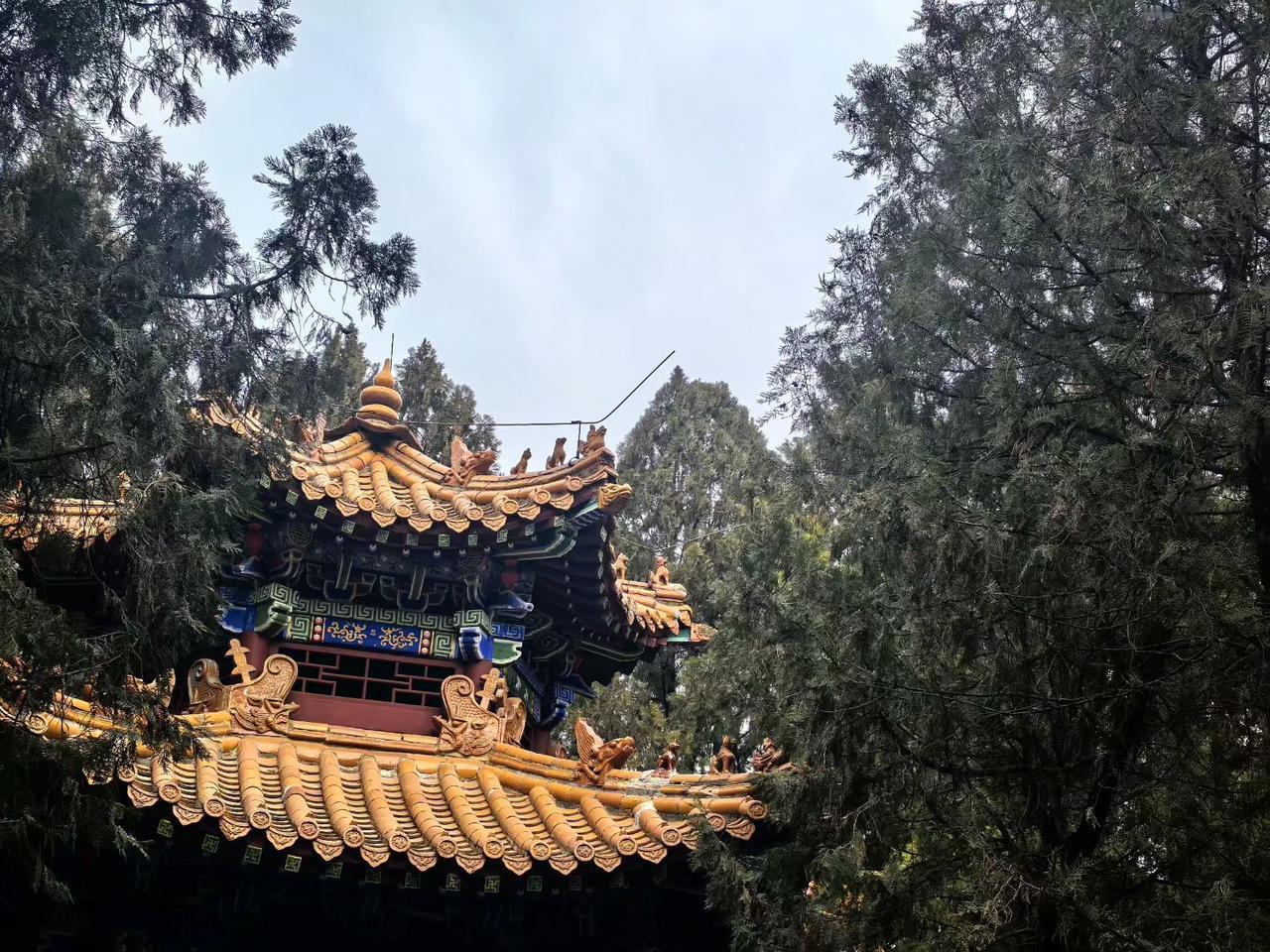 天南地北大拜年