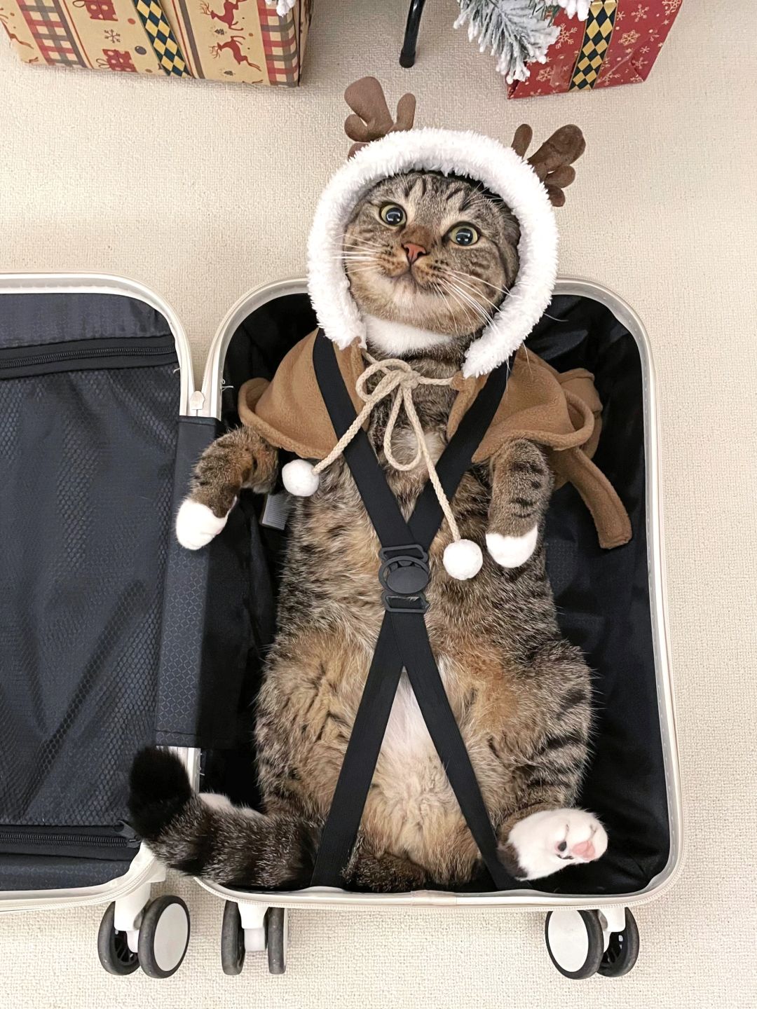 猫猫这么小一只，不可以随身携带吗！