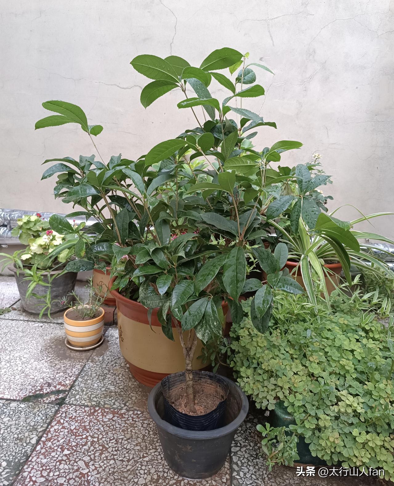 店主说：网购的桂花到货15天内是缓苗器，不可以换盆儿，建议在黑色原盆或者套盆养护