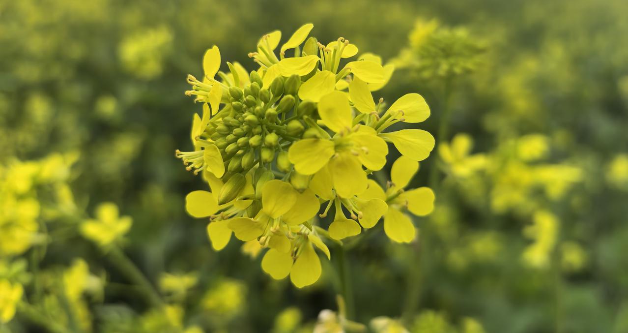 分享我这周有趣的事：襄阳普陀堰油菜花盛大开放