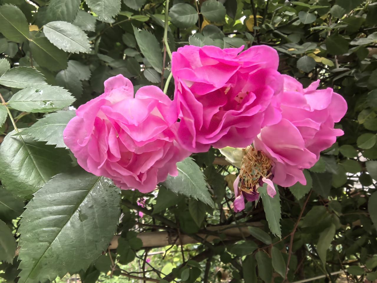 来一组花证明花开正艳