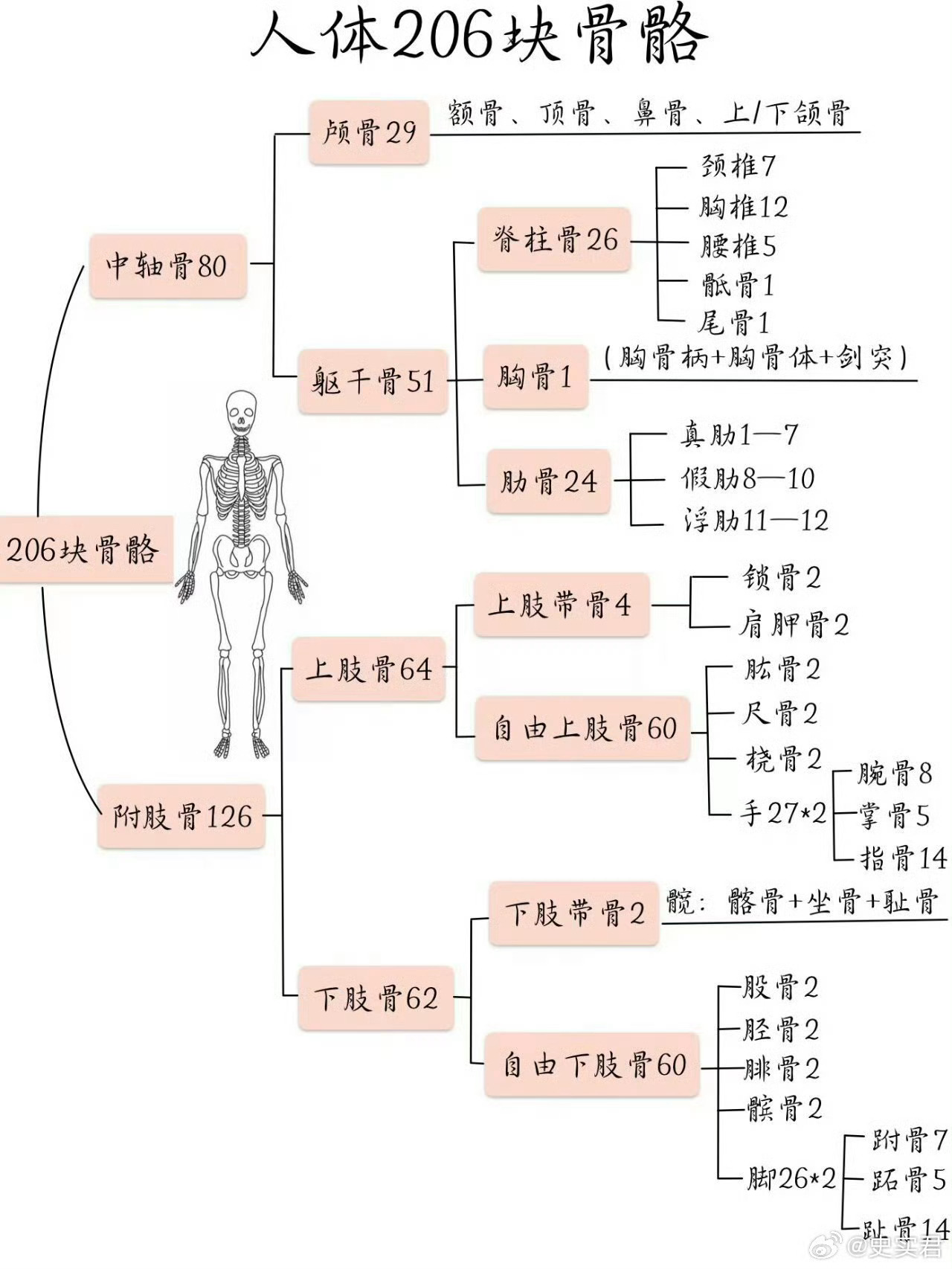终于有人把人体206块骨骼说清楚了 