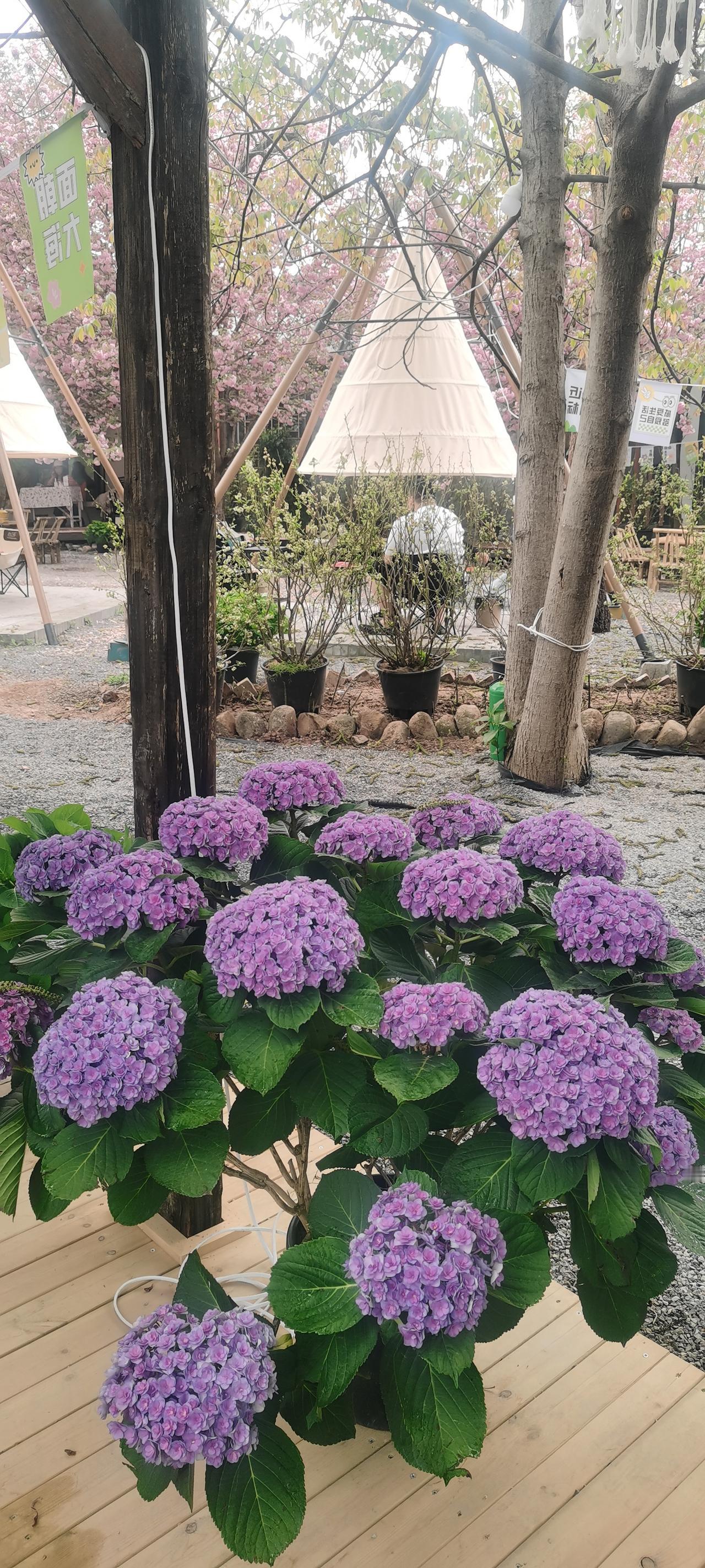 有没有漂亮的花朵图片中华绣球花