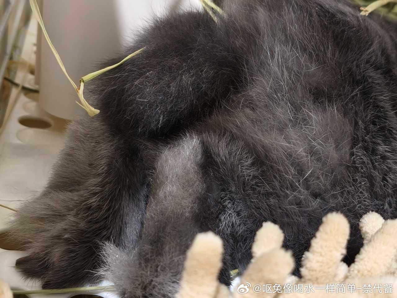 15010🐇【美味兔屁】谁啃 ​​​