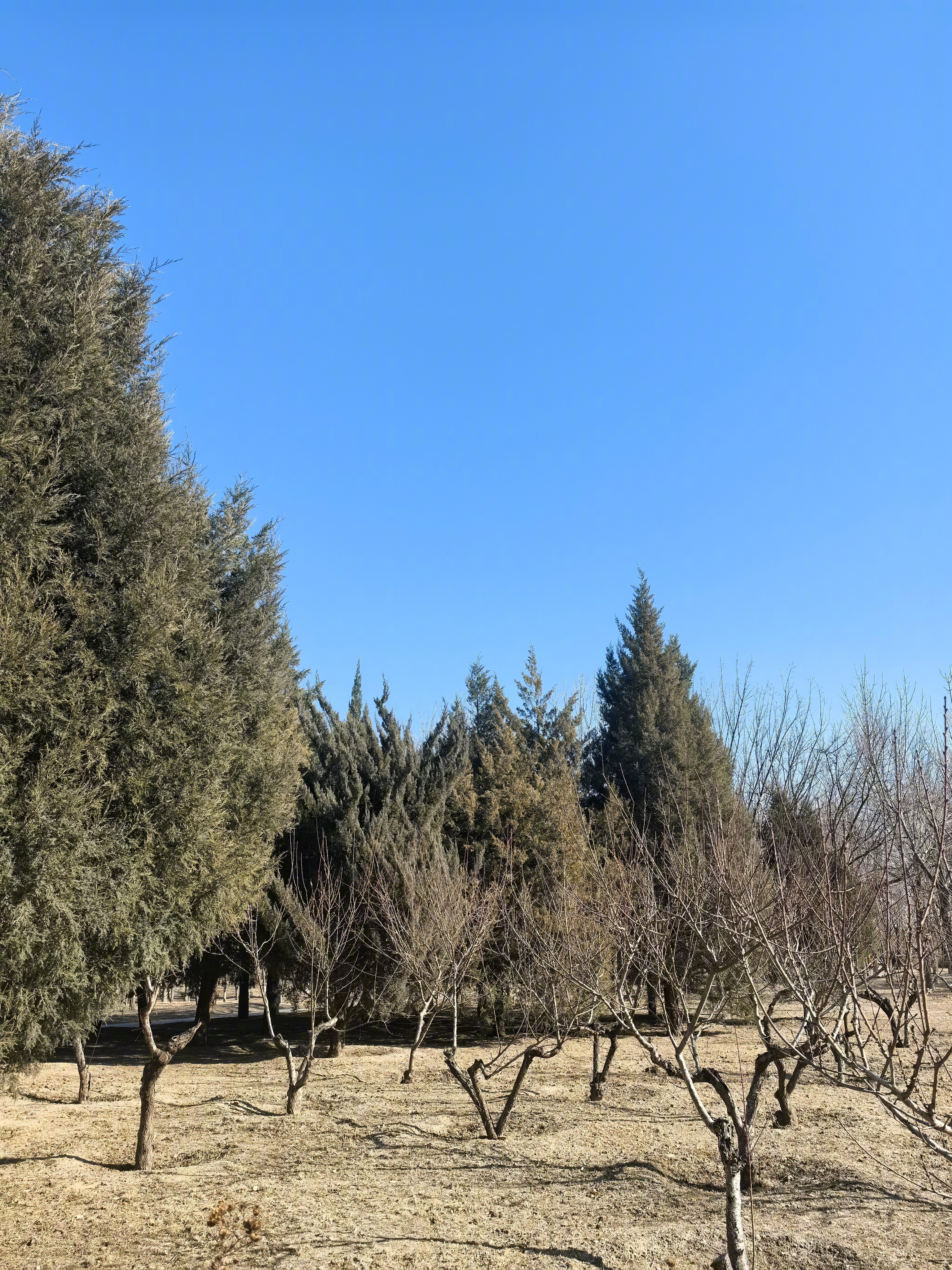 午后的郊野公园，岁月静好～ 