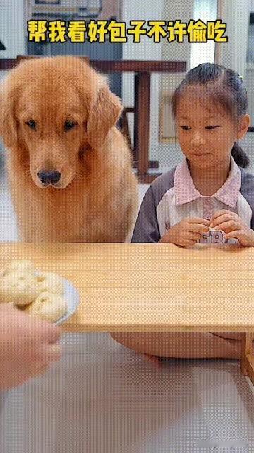 看得出来，狗狗是经过激烈了思想斗争，深思熟虑才开始吃包子的。
主人端来一盘包子，