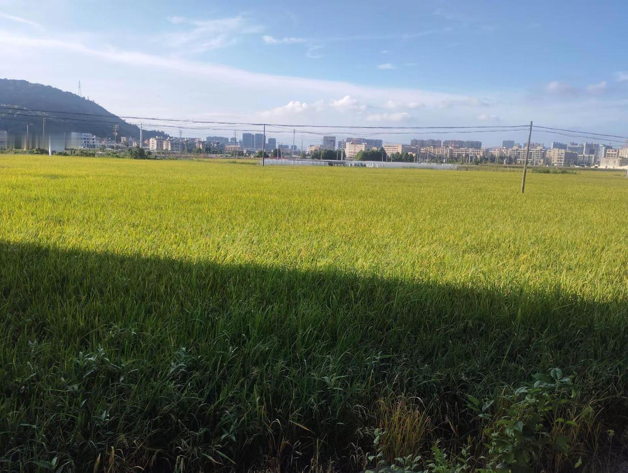稻田气息