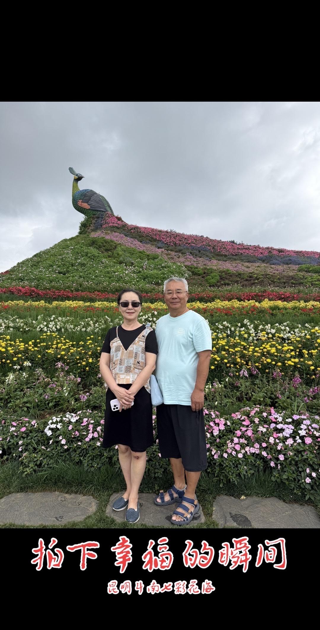 花砌孔雀炫彩屏
斗南七彩花海矗立着15米高的立体鲜花孔雀，身披黄紫蓝三色真花织就