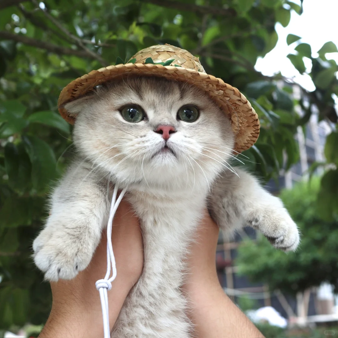 可爱的农民姨姨