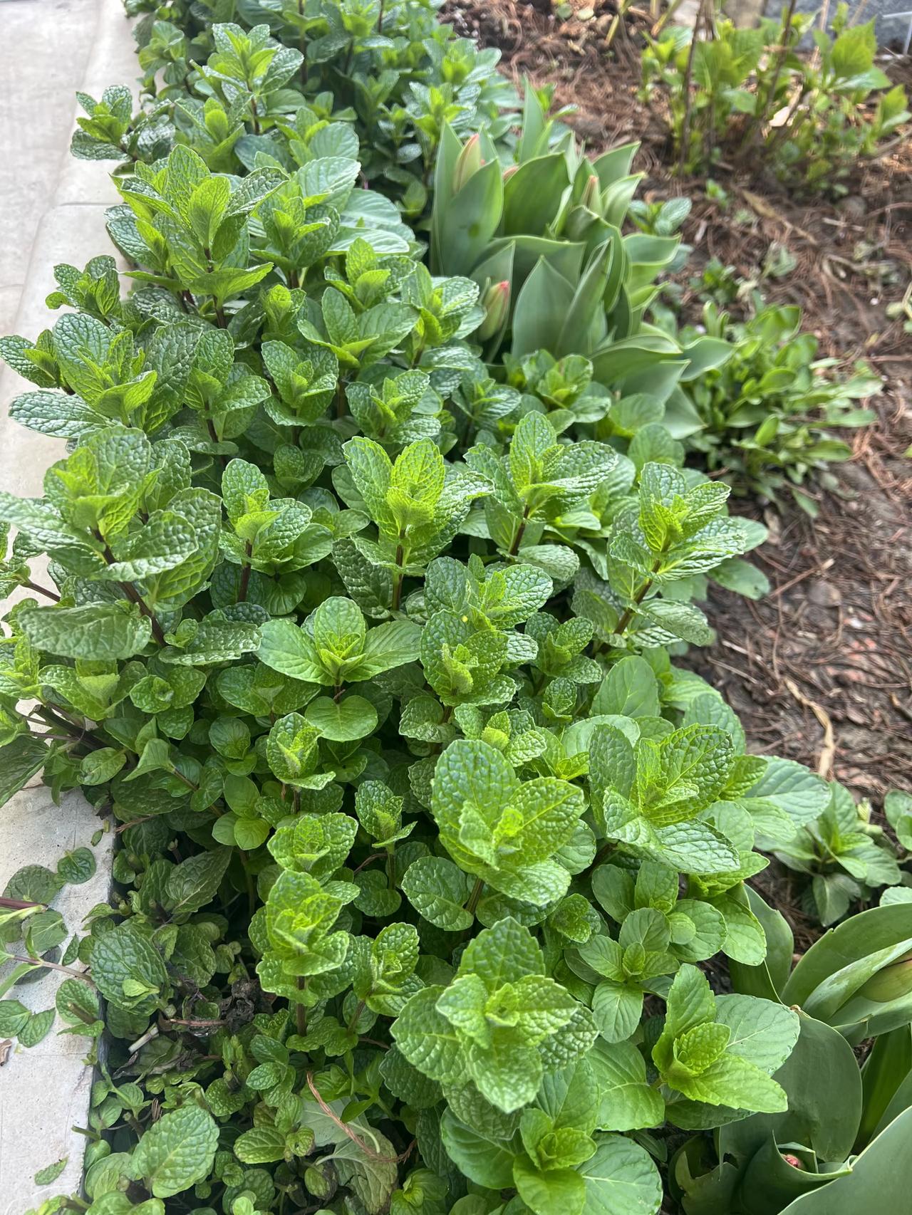 🐝家里有菜地的朋友，载点薄荷吧，这玩意你随便载一点，只要你不把它连跟挖了，你根
