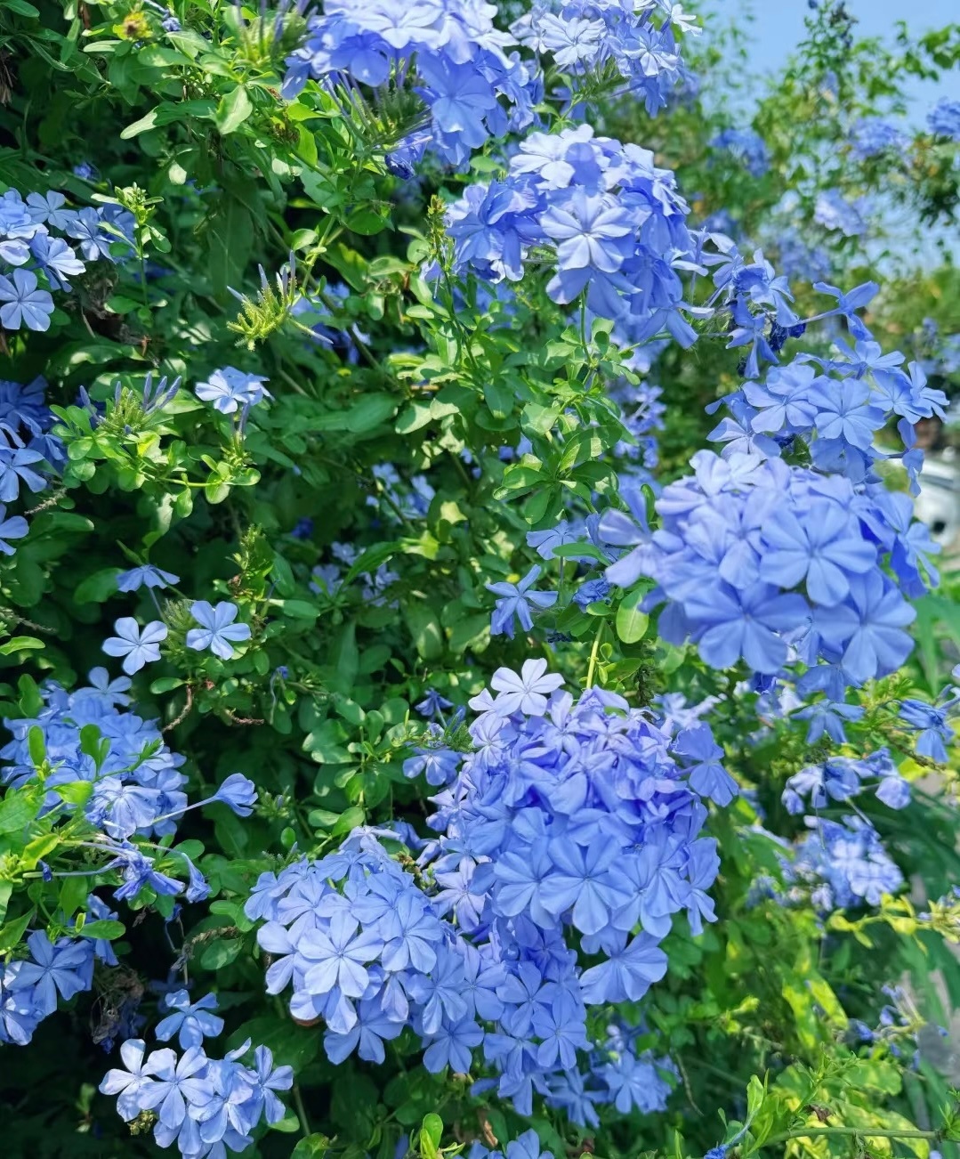 蓝雪花种植方法：1. 光照充足：蓝雪花是强阳性植物，生长与开花期需保证每日至少6