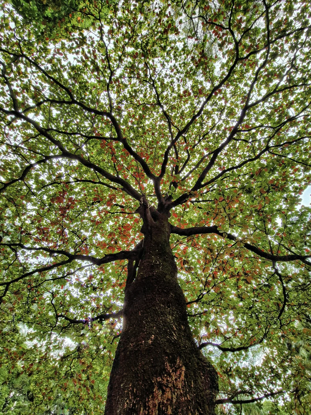 🌲寻找同样喜欢抬头拍树的人