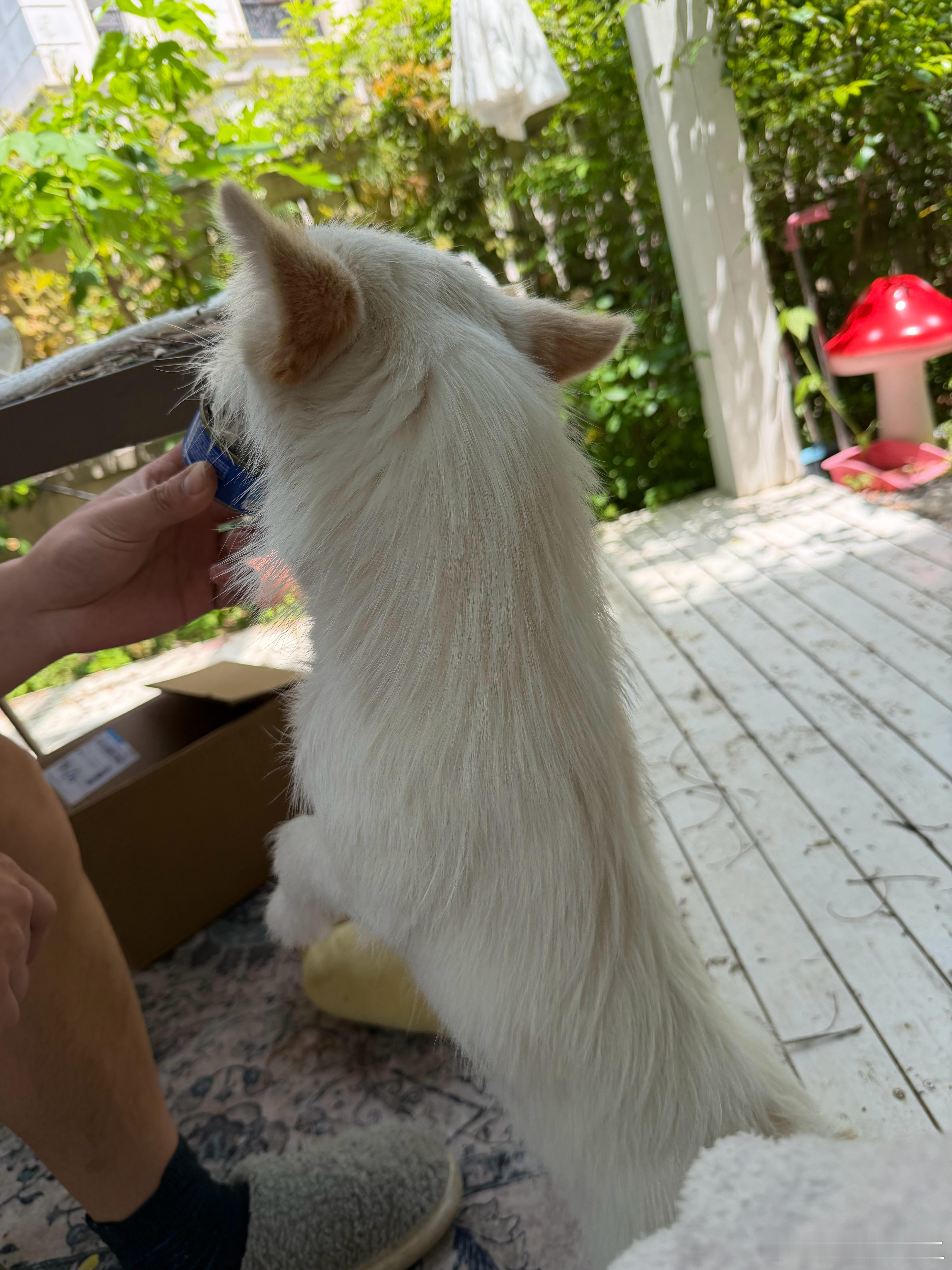 今天是我自我康复以来，身体感觉最好的一天。坐在院子里懒洋洋地晒着，看看手机 看看