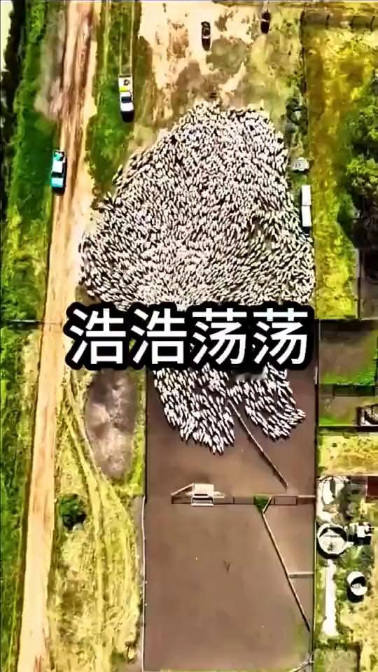 浩浩荡荡。
这是无人机拍摄到的画面，牧民的羊群在牧羊犬的驱赶下有序的移动着，这场