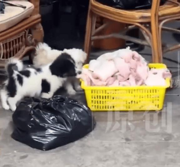不准问价的暴躁网红店「七万卤菜」被拍到生肉食材遭狗啃噬，被狗咬的肉会有危害吗？店