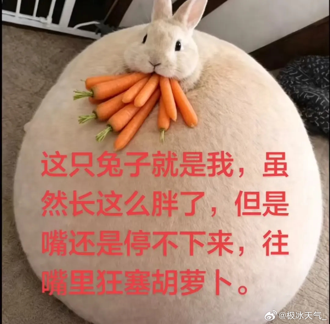 恩恩就是一只肥兔兔呀 