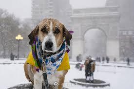 纽约地区本周末或再迎 3 至 5 英寸降雪 一、纽约地区预计周末再度降雪最新预报