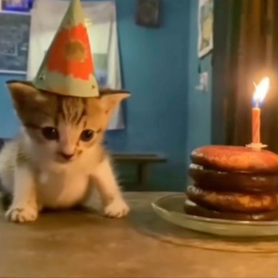 请多多关心小猫 ​​​