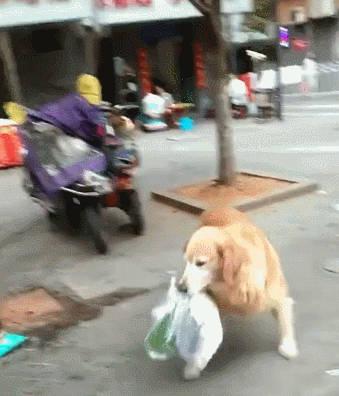 金毛陪主人买菜，回来把主人搞丢了，狗：真是操碎了心，还得去找