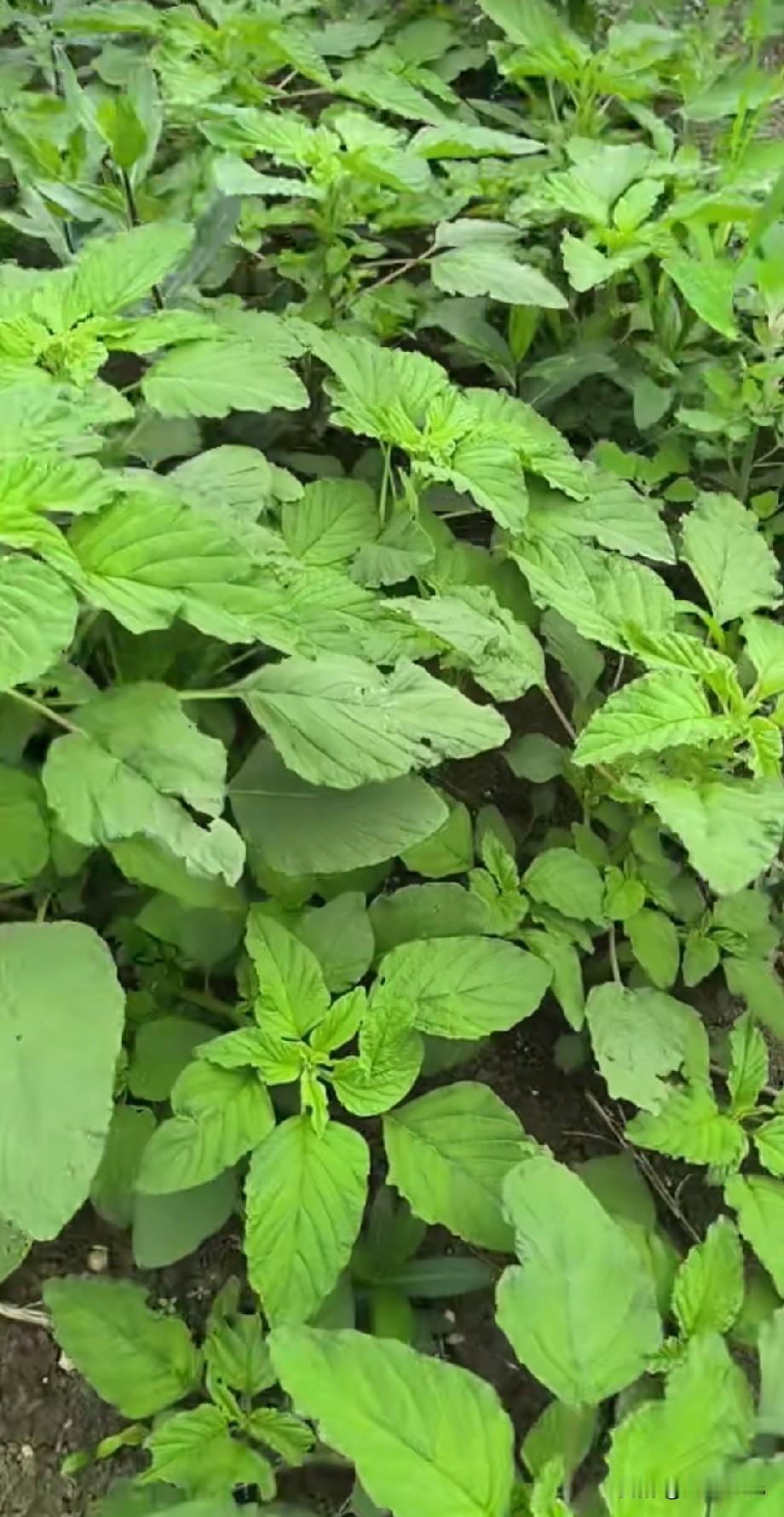 红苋菜VS绿苋菜，哪种营养价值更强？

我发现，南方吃红苋菜比较多，而北方大多数