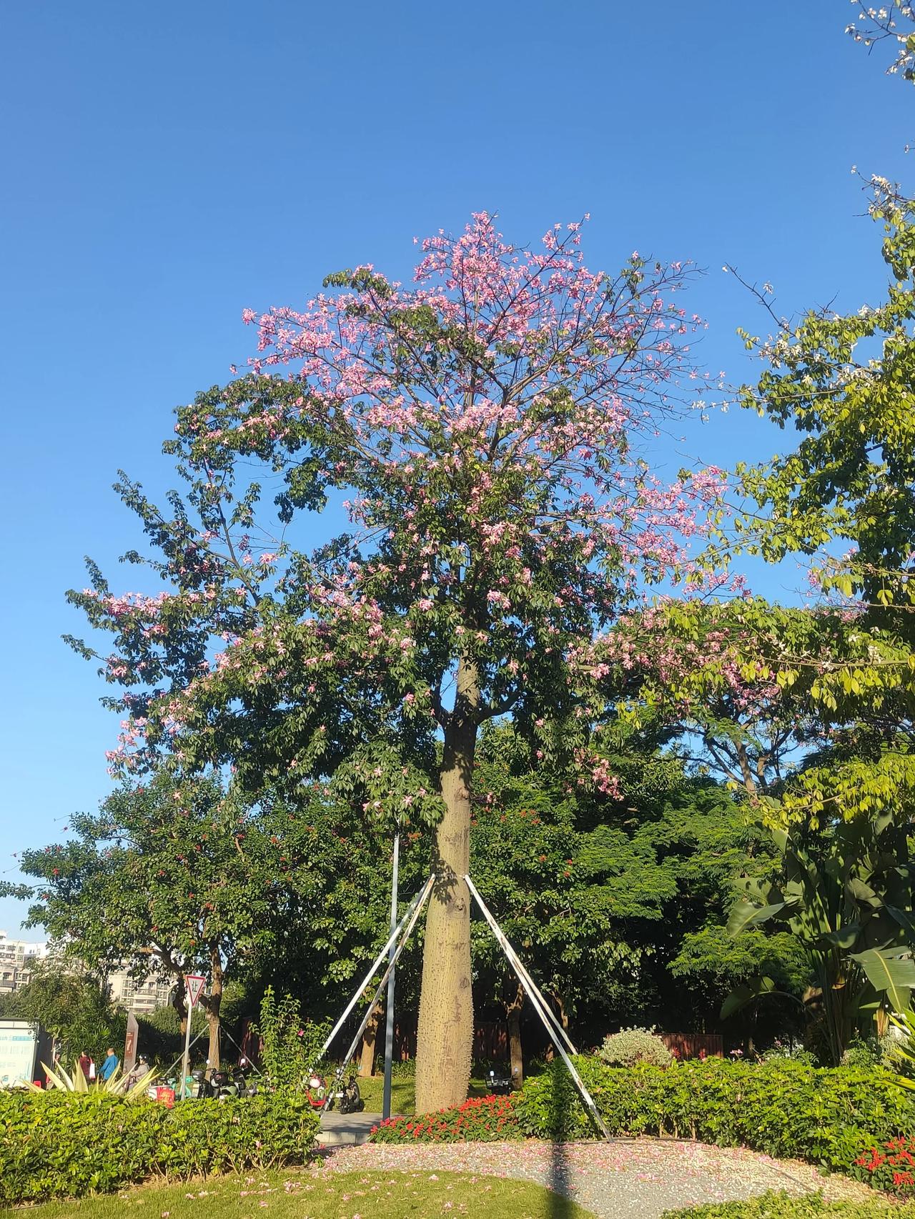 深圳，又见沙河，11月26日。
温度低一点也没关系，重点是晴朗，通透。我讨厌那种