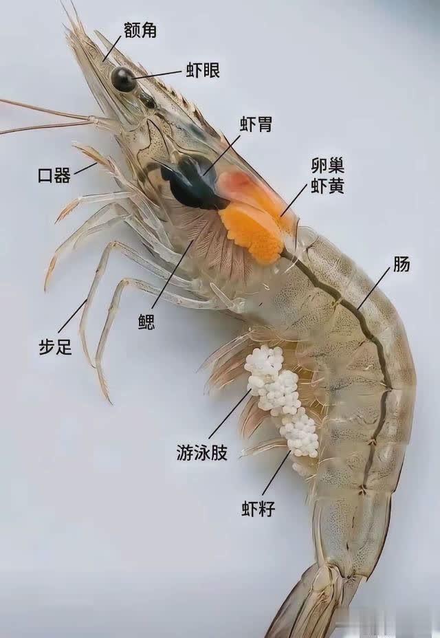 一看到这张图片，立马就没有了食欲。