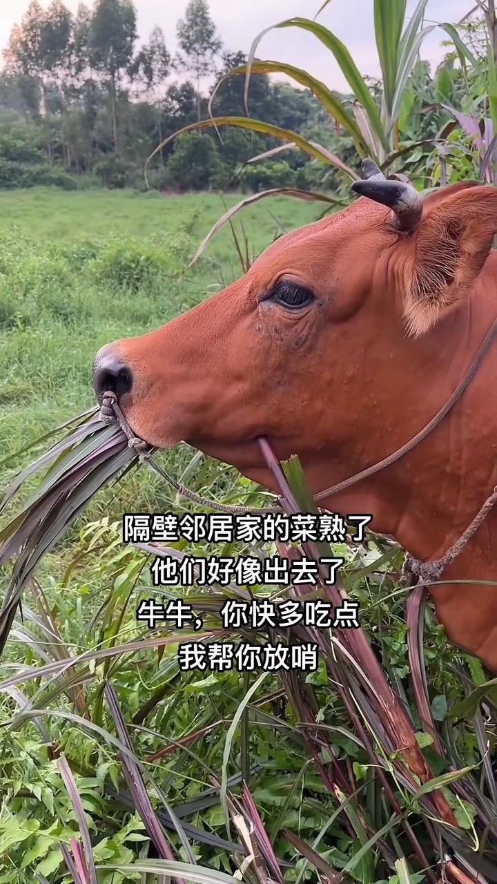 牛牛，多吃点隔壁老王的菜 牛牛 放牛娃